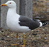 adult graellsii in May, ringed in the Netherlands. (83502 bytes)